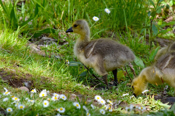 Obraz premium Gosling in the Grass 02