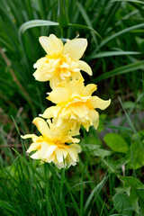 three flowers of yellow daffodils, close-up as a texture for background