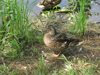 wild ducks walk on the shore of the pond