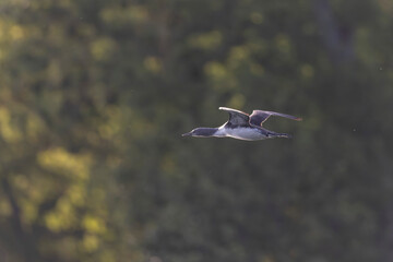 Gavia stellata Red-throated Loon in flight or taking off from a lake in Central France