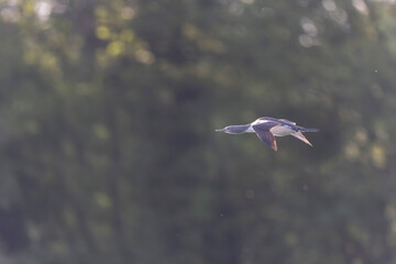 Gavia stellata Red-throated Loon in flight or taking off from a lake in Central France