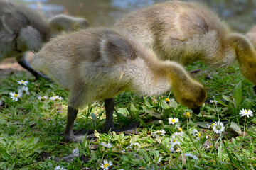 Gosling in the Grass 05