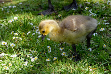 Gosling in the Grass 06