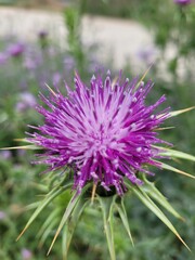 Nice flower of a thistle