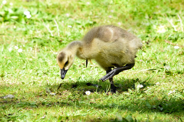 Sunlit Gosling 04
