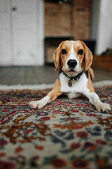 dog on the floor beagle