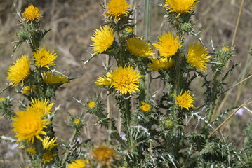 Fiori Gialli © apsc61