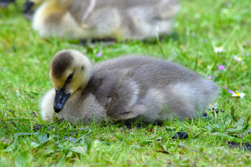 Gosling Rest 03