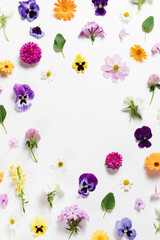 Spring and summer flower composition pattern on white background. Border frame, copy space. Festive flower concept with garden pansy, camomile, colorful buds, branches and leaves. Flat lay, top view.