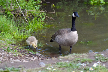 Canada Goose and Gosling 04