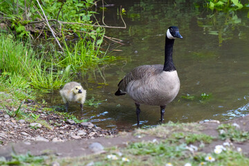 Canada Goose and Gosling 05