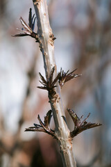 Close-up of the black Sambucus branch with the growing leaves in the springtime