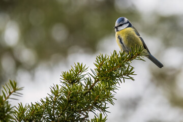 a bird on a branch