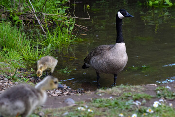 Canada Goose and Gosling 10