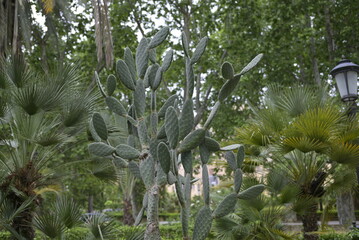 Fototapeta premium Cactus