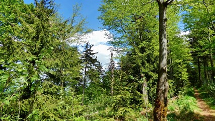 Fototapeta premium einsamer Waldweg