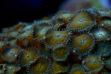 Naklejka na ściany i meble Zoanthus spp sea corals closeup