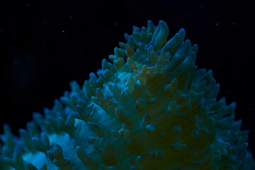 close-up sea corals Rhodactis sp