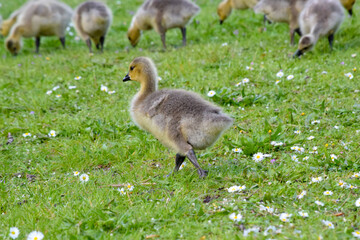 Gosling Shuffle 13