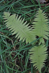 green fern background