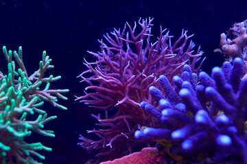 Plakat colorful sea corals and marine animals acropora Millepora