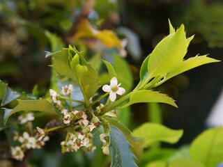 Ilex aquifolium bush with white small flowers close up