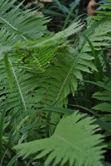 fern leaves