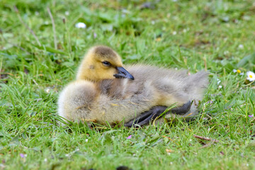 Grassy Gosling Rest 05