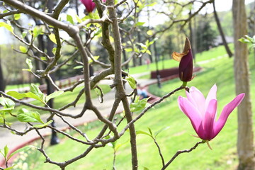 Pink blooming magnolia flowers close-up, beautiful natural background