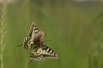 Fototapeta na wymiar una farfalla papilio machaon su un fiore di papavero