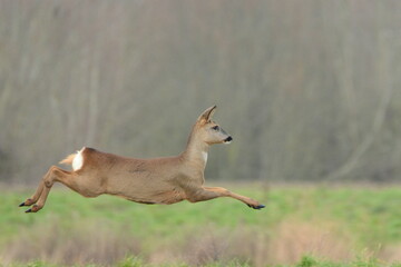 Roe-deer roe  (Capreolus capreolus) in flight