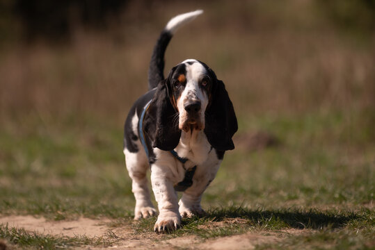 Młody basset
