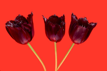 Van Gogh Tulip Trio 14