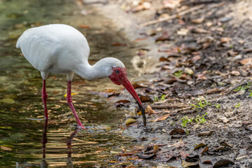 ibis on the beach