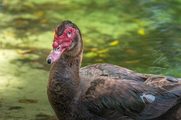 Fototapeta premium portrait of a Muscovy duck