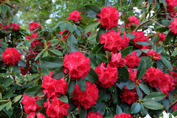 Fototapeta na wymiar Bright red rhododendron 'Markeeta's Prize' in flower
