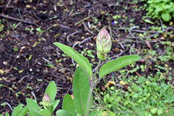 Sage Leaf 02