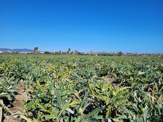 Big field in the summer