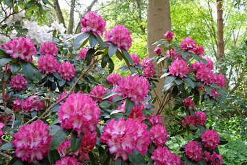 Rhododendron 'Elsie Watson' in flower