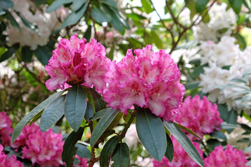 Rhododendron 'Elsie Watson' in flower