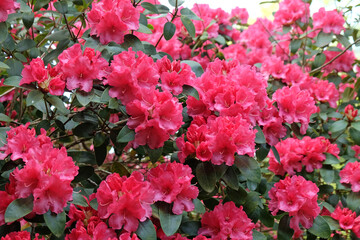 Fototapeta premium Pink Rhododendron ÔWilgen's SurpriseÕ in flower