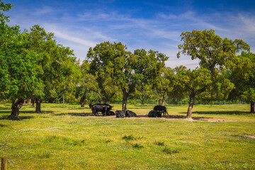 Wild bulls herd in the plains of Chamusca, Ribatejo - Portugal. Bullfighting bulls in the wild