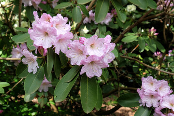 Pale pink Rhododendron 'Loderi Sir Edmund' in flower.
