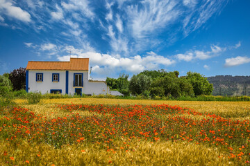 Abandoned house in the middle of the yellow fields of wheat and red poppies. Golden plains in the...