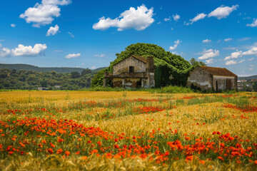 Fototapeta na wymiar Abandoned house in the middle of the yellow fields of wheat and red poppies. Golden plains in the crop season in the village of Chamusca, Ribatejo - Portugal