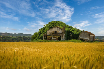 Obraz premium Abandoned house in the middle of the yellow fields of wheat and red poppies. Golden plains in the crop season in the village of Chamusca, Ribatejo - Portugal