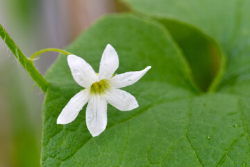 Wild Cucumber White Blossom 02