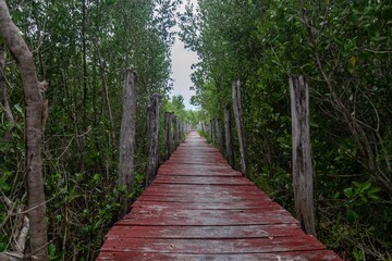 Fototapeta premium camino en selva