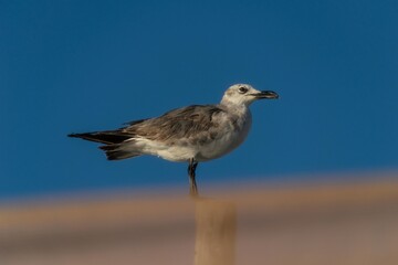 gaviota ave silvestre