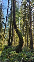 Obraz premium bent tree